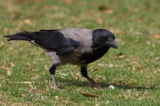 20170408 (76)_Hooded_Crow.JPG