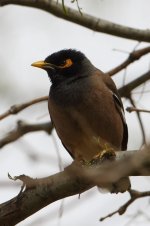 20170408 (78)_Common_Myna.JPG