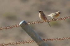 20170408 (90)_Desert_Finch.JPG