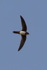 20170408 (95)_Alpine_Swift.JPG