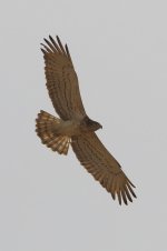 20170408 (96)_Short-toed_Eagle.JPG