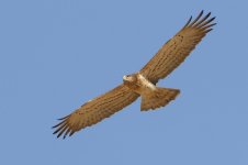 20170408 (100)_Short-toed_Eagle.JPG