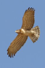 20170408 (102)_Short-toed_Eagle.JPG