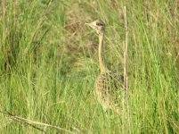 Black-bellied Bustard klein.jpg