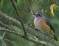 Redstart_Girdle Ness_060817a.jpg