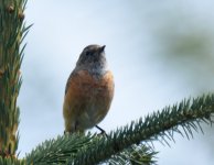 Redstart_Girdle Ness_060817b.jpg