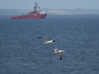 Gannet_Girdle Ness_060817a.jpg