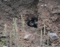 Sand Martin_Girdle Ness_060817a.jpg