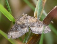 Shaded Broad Bar_Girdle Ness_060817a.jpg