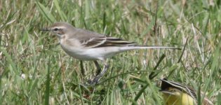 Wagtail 2.JPG