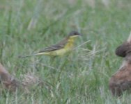 Wagtail 2 1.JPG