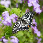 Swallowtail,Southern_002.jpg