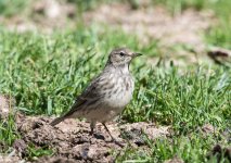 Pipit Sep 17_13.jpg