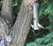 Tree-Sparrow.jpg