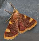 Moth-2883.jpg