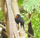 Lesser Antillean Bullfinch.jpg