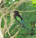 Purple-throated Carib.jpg