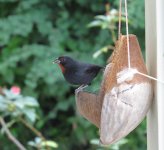 Porch finch.jpg