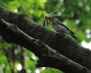 DSC08253 Asian Brown Flycatcher @ Tai O.jpg