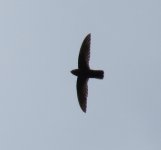 Lesser Antillean Swift.jpg