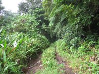 Waitukubli trail.jpg