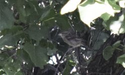 Rock sparrow Marvao 220817.jpg