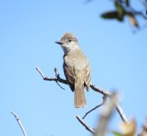 Ash-throated Flycatcher.jpg