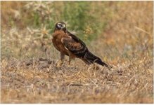 Montagus harrier juvenile circus pygargus 080917.JPG