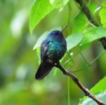 Blue-headed Hummingbird.jpg