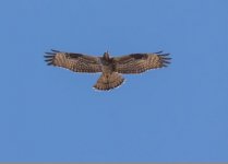 Honey buzzard Sikiminia Lesvos 180917.JPG