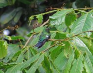 Green-throated Carib.jpg