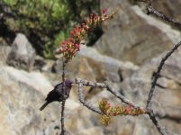 Varied Bunting.jpg