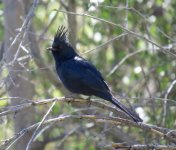 Phainopepla.jpg