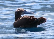 Brown Booby.jpg