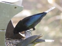 Bronzed Cowbird.jpg