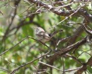 Bewick's Wren.jpg