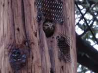 Elf Owl.jpg