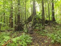 Trail to Middleham Falls.jpg