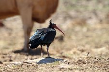 Bald Ibis sp 4.jpg