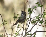 Bridled Titmouse.jpg