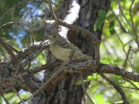 Hutton's Vireo.jpg