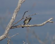 Black-throated Sparrow.jpg