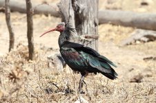 Bald Ibis sp 1.jpg