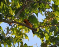 Hooded Oriole.jpg