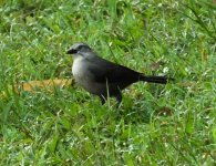 Carib Grackle (female).jpg