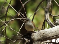 Yellow-eyed Junco.jpg