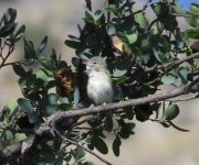 Bell's Vireo.jpg