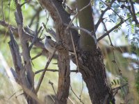 Black-capped Gnatcatcher.jpg