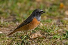 Redstart resize.jpg