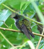 Antillean Crested Hummingbird.jpg